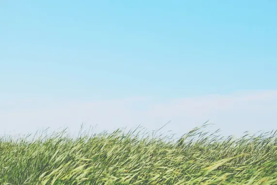 Casino Ted Bingo Tugi